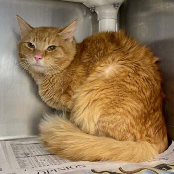 Domestic Medium Hair Cats Available for Adoption in Roanoke, Virginia - JJ | PetCurious