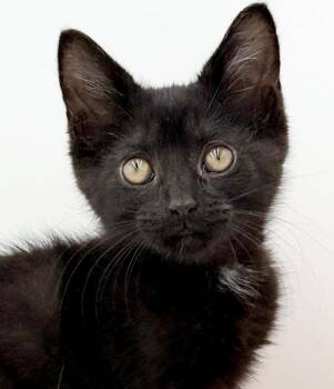 Quinton is a baby smush - Sooo sweet Sooo fun - video too - OLD  -  Bombay Cat for Adoption in Bedford Hills, New York - Quinton Is A Baby Smush - Sooo Sweet Sooo Fun - Video Too - OLD  | PetCurious