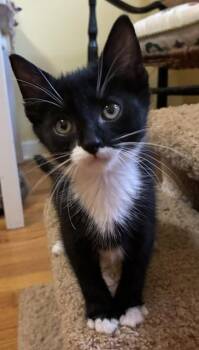 Lester -  Domestic Short Hair Cat for Adoption in Kenosha, Wisconsin - Lester | PetCurious