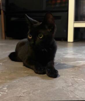 Wednesday -  Domestic Short Hair Cat for Adoption in Herculaneum, Missouri - Wednesday | PetCurious