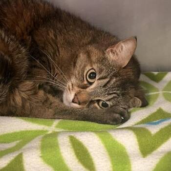 Lola -  Domestic Short Hair Cat for Adoption in Knoxville, Tennessee - Lola | PetCurious