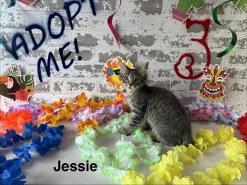 Jessie -  Domestic Medium Hair Cat for Adoption in San Tan Valley, Arizona - Jessie | PetCurious