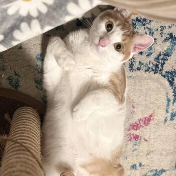 Rescue Domestic Short Hair Cats for Adoption in Florham Park, New Jersey - Marmalade | PetCurious