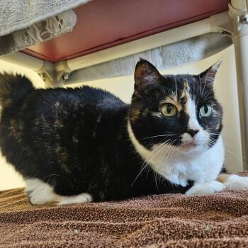 Domestic Short Hair Cats Available for Adoption in Harrisonburg, Virginia - Mamma Mia | PetCurious