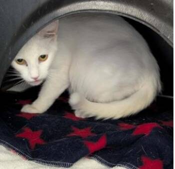 SNOW -  Domestic Short Hair Cat for Adoption in Brunswick, Georgia - SNOW | PetCurious