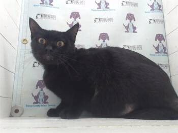 Domestic Short Hair Cats Available for Adoption in Orlando, Florida - BOOSIE | PetCurious