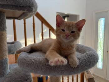 Felix -  Domestic Medium Hair Cat for Adoption in Ottawa, Ontario - Felix | PetCurious