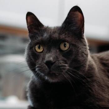 Grumpy -  Domestic Short Hair Cat for Adoption in Plainfield, Illinois - Grumpy | PetCurious