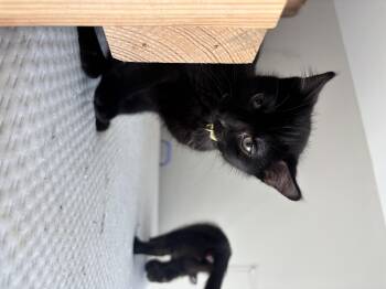 Domestic Short Hair Cats Available for Adoption in Lemont, Illinois - Lightning | PetCurious