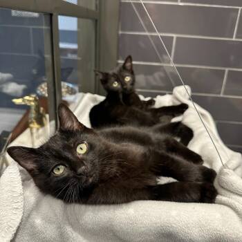 Stretch and Crunch -  Domestic Short Hair Cat Available for Adoption in Hamilton, Ontario - Stretch And Crunch | PetCurious
