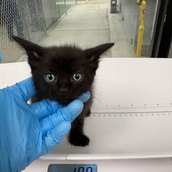 Cassidy -  Domestic Short Hair Cat for Adoption in Columbiana, Alabama - Cassidy | PetCurious