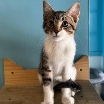Lil Brutha -  Domestic Short Hair Cat for Adoption in Decatur, Georgia - Lil Brutha | PetCurious