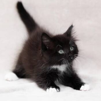 Domestic Medium Hair Cats Available for Adoption in Sunnyvale, California - Serrano | PetCurious