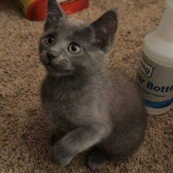 Ember -  Domestic Short Hair Cat for Adoption in Edmond, Oklahoma - Ember | PetCurious