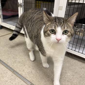 Brandon -  Domestic Short Hair Cat for Adoption in Lyndhurst, New Jersey - Brandon | PetCurious