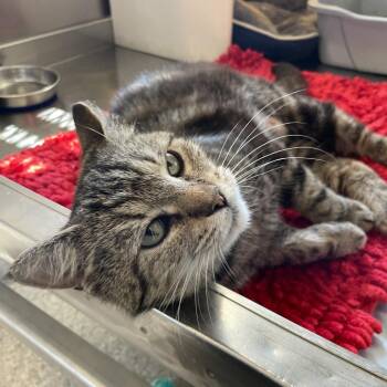 Thomasina -  Domestic Short Hair Cat for Adoption in South Haven, Michigan - Thomasina | PetCurious
