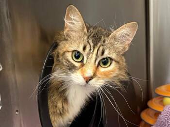 Domestic Short Hair Cats Available for Adoption in Santa Rosa, California - MINDY | PetCurious