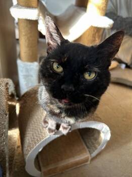Rescue Tortoiseshell Cats for Adoption in Philadelphia, Pennsylvania - WREN! | PetCurious