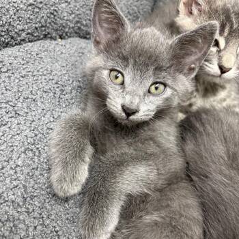 Fo -  Domestic Short Hair Cat for Adoption in Detroit Lakes, Minnesota - Fo | PetCurious
