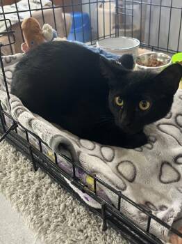 Pepper -  Burmese Cat for Adoption in Kell, Illinois - Pepper | PetCurious
