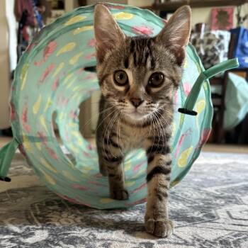 Jellyfish -  Domestic Short Hair Cat for Adoption in Portage, Michigan - Jellyfish | PetCurious
