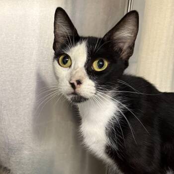 Natusha -  Domestic Short Hair Cat for Adoption in San Antonio, Texas - Natusha | PetCurious