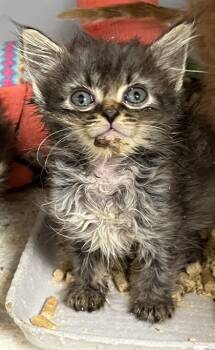 Rescue Domestic Short Hair Cats for Adoption in Cumming, Georgia - Piper 1422-25 | PetCurious