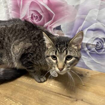 Domestic Short Hair Cats Available for Adoption - Ace | PetCurious