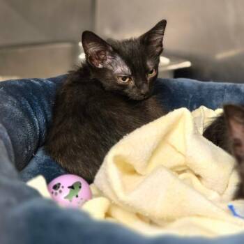 Rin -  Domestic Short Hair Cat for Adoption in San Jacinto, California - Rin | PetCurious