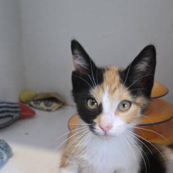 Spider Monkey -  Domestic Short Hair Cat for Adoption in Dearborn, Michigan - Spider Monkey | PetCurious