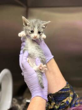 Lamb -  Domestic Short Hair Cat for Adoption in Memphis, Tennessee - Lamb | PetCurious