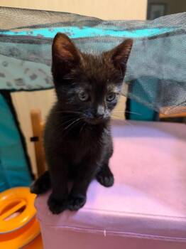 Jiji -  Domestic Short Hair Cat for Adoption in Pomona, New York - Jiji | PetCurious