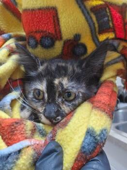 Tort DMH Kitten -  Domestic Medium Hair Cat for Adoption in Green River, Wyoming - Tort DMH Kitten | PetCurious