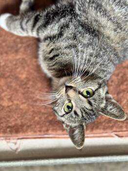 Rescue Domestic Short Hair Cats for Adoption in Hackensack, Minnesota - Pickles | PetCurious