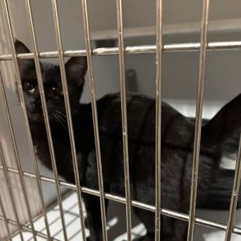 Domestic Short Hair Cats Available for Adoption - Scary Spice | PetCurious