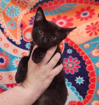 Messier -  Domestic Short Hair Cat for Adoption in Brookings, Oregon - Messier | PetCurious