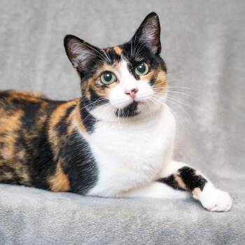 Margherita -  Domestic Short Hair Cat for Adoption in Sunnyvale, California - Margherita | PetCurious