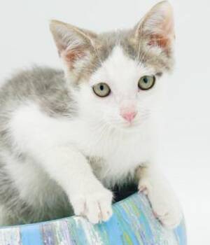 Rescue Turkish Van and Russian Blue Cats for Adoption in Bedford Hills, New York - Kirby Can