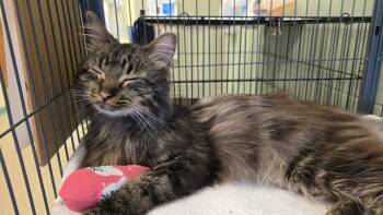 Domestic Medium Hair Cats Available for Adoption - Sprocket | PetCurious