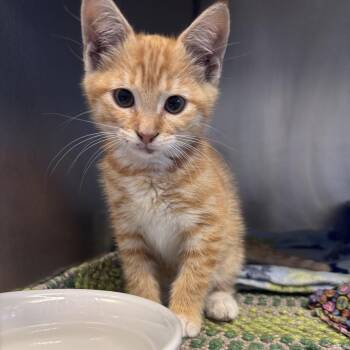 Pyroar -  Domestic Short Hair Cat for Adoption in South Haven, Michigan - Pyroar | PetCurious