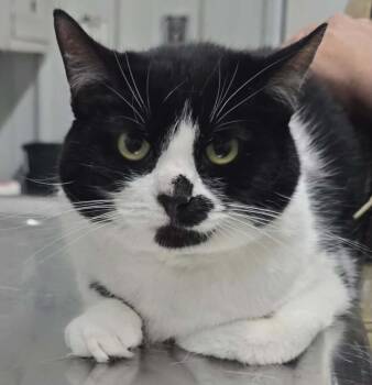 Domestic Short Hair Cats Available for Adoption in Hillsdale, Indiana - Oreo | PetCurious