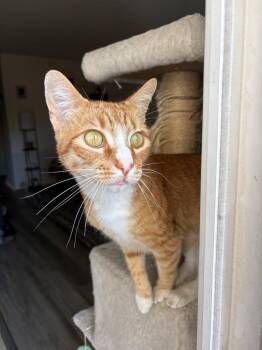 Butternut -  Domestic Short Hair Cat for Adoption in Los Angeles, California - Butternut | PetCurious