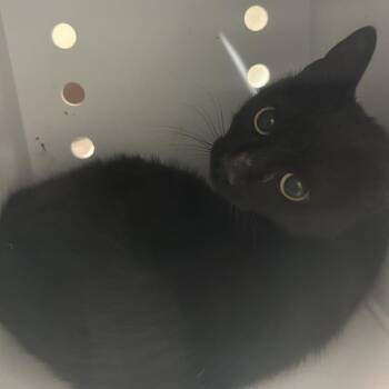 Cactus - Barn Cat -  Domestic Short Hair Cat for Adoption in Flagstaff, Arizona - Cactus - Barn Cat | PetCurious