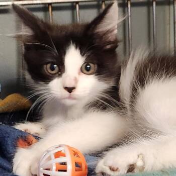 Luka K46337 -  Domestic Medium Hair Cat for Adoption in Corsicana, Texas - Luka K46337 | PetCurious