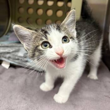 Colby Jack -  Domestic Short Hair Cat for Adoption in Keizer, Oregon - Colby Jack | PetCurious