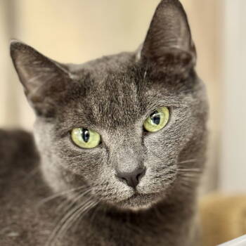 Rescue Domestic Short Hair Cats for Adoption in Winchendon, Massachusetts - Grey Kitty | PetCurious