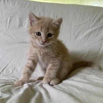 Jasper -  Domestic Short Hair Cat Available for Adoption in Lemoyne, Pennsylvania - Jasper | PetCurious