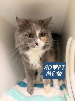 Foghorn -  Domestic Long Hair and Domestic Short Hair Cat for Adoption in Lowell, Massachusetts - Foghorn | PetCurious