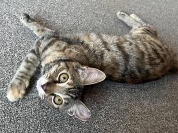 Anastasia -  Domestic Short Hair Cat for Adoption in Lancaster, California - Anastasia | PetCurious