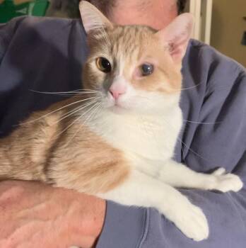 American Shorthair Cats Available for Adoption in Dixon, California - Skeeter | PetCurious